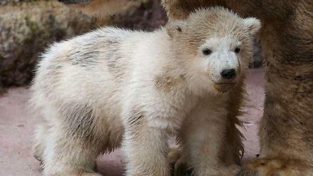Der Baby-Eisbär im Rostocker Zoo am Mittwoch mit Vater Lars.