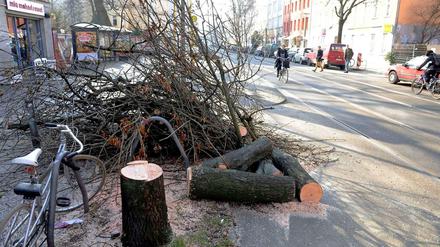 Kahlschlag: 24 Bäume wurden in der Pappelallee gefällt, die meisten davon - Pappeln.