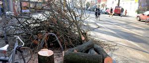 Kahlschlag: 24 Bäume wurden in der Pappelallee gefällt, die meisten davon - Pappeln.