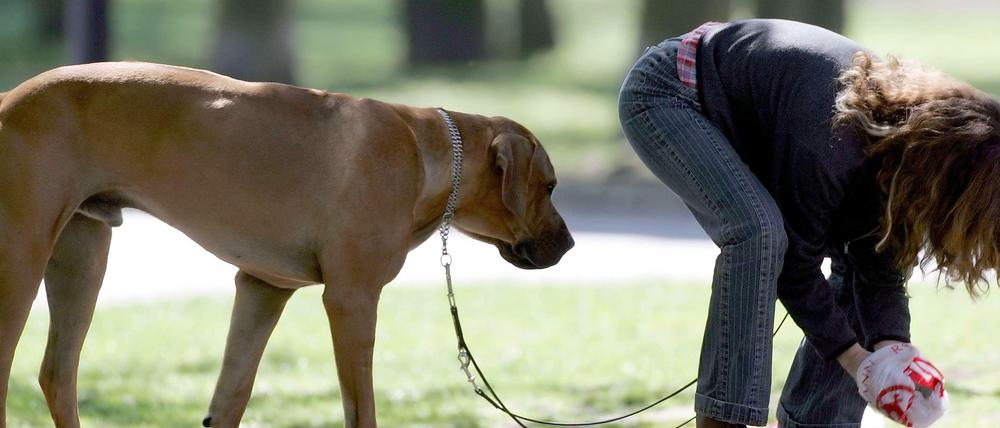 Eingetütet: Diese Hundehalterin geht mit gutem Beispiel voran. Mit Leine, mit Tüte!