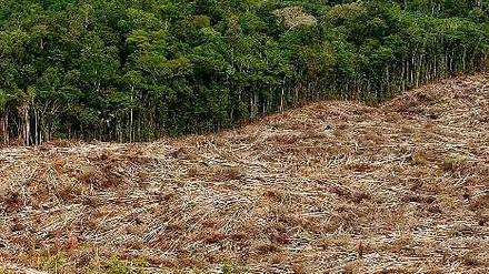 Zerstörte Natur. Illegale Holzfäller haben hier im brasilianischen Amazonasgebiet einen Teil den Waldes gerodet.