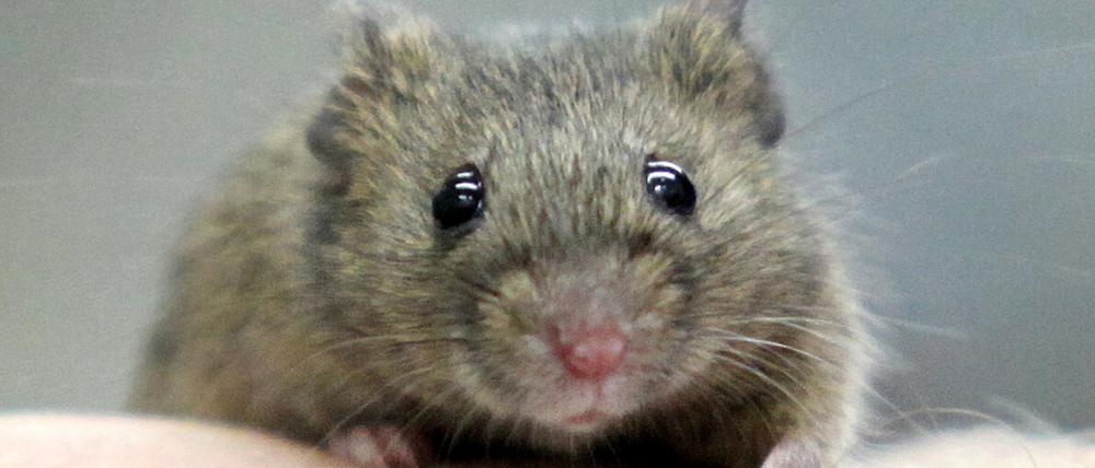 Nicht nur an Mäusen wird geforscht. Jeder zehnte Tierversuch in Deutschland findet in Berlin statt.