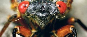 Bereit zum Gesang. Ein Zikadenmännchen ist gerade frisch geschlüpft. Die Larven dieser Zikadenart saugen 17 Jahre lang an Baumwurzeln, ehe sie schlüpfen. 