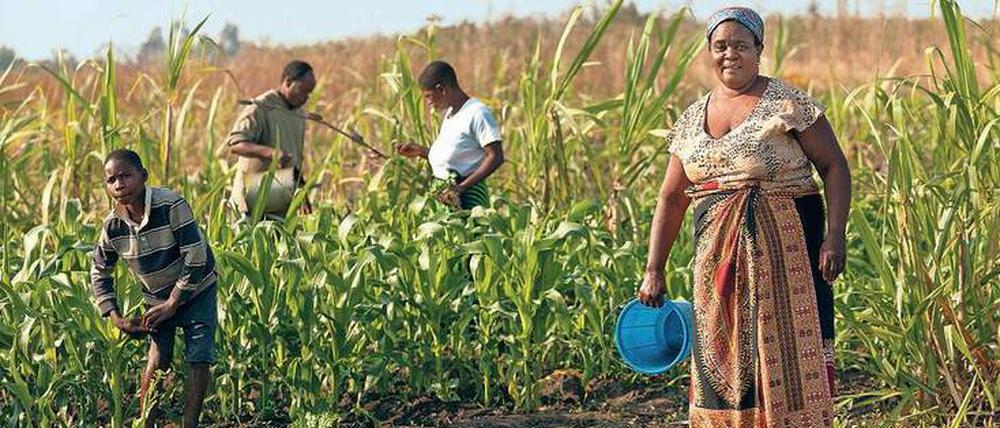 Traditionelle Landwirtschaft: Kann sie das Hungerproblem lösen? 