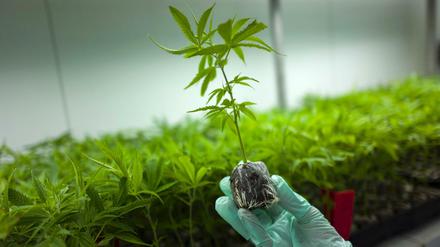 Grüner wird's nicht. Zucht-Cannabis könnten künftig auch die Kassen bezahlen, plant das Gesundheitsministerium.