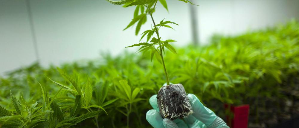 Grüner wird's nicht. Zucht-Cannabis könnten künftig auch die Kassen bezahlen, plant das Gesundheitsministerium.