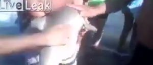 Touristen im Selfie-Eifer haben in Argentinien einen kleinen Delfin sterben lassen.