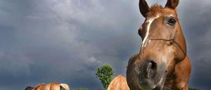 Pferdefleisch ist nicht gesundheitsgefährdend - es ist eher ein Frage der Psyche, dass viele Menschen kein Pferd essen möchten.