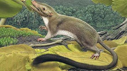 Das wird einmal ein Mensch. So stellt sich ein Künstler den Urahn der höheren Säugetiere vor. Er soll vor 65 Millionen Jahren gelebt haben und zwischen 6 und 245 Gramm schwer gewesen sein.