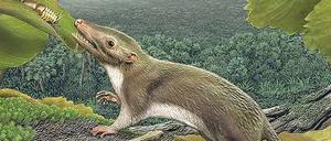 Das wird einmal ein Mensch. So stellt sich ein Künstler den Urahn der höheren Säugetiere vor. Er soll vor 65 Millionen Jahren gelebt haben und zwischen 6 und 245 Gramm schwer gewesen sein.