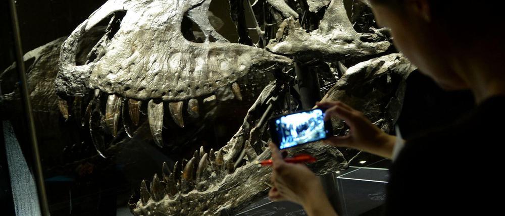 Bitte lächeln. Der Tyrannosaurus rex, einst vielleicht das gefährlichste Tier seiner Zeit, ist längt Pop.