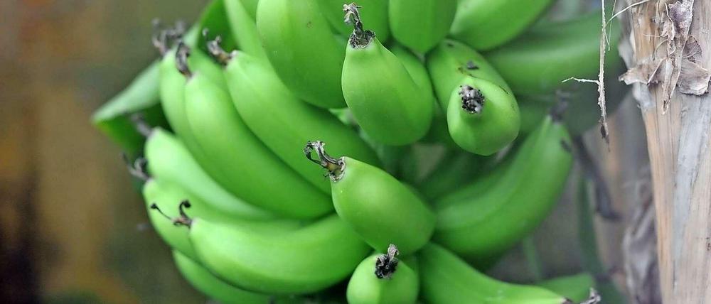 Grüne Bananen an einer Staude. Die Früchte wachsen nach oben, ins Licht. Dabei krümmen sie sich.