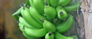 Grüne Bananen an einer Staude. Die Früchte wachsen nach oben, ins Licht. Dabei krümmen sie sich.