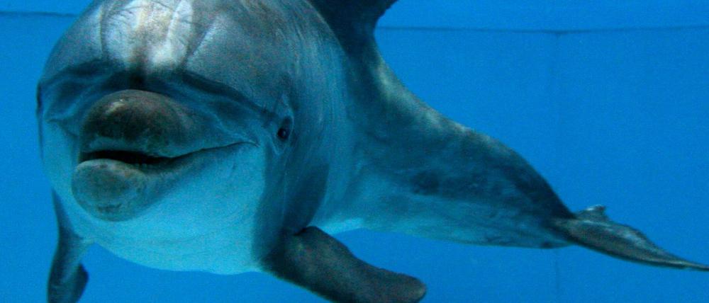 Ein Delfin. Wurde ein solches Tier zu Spionagezwecken eingesetzt?