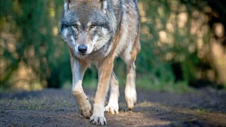 In die Lausitz sind die Wölfe zuerst zurückgekehrt. Inzwischen sind auch in vielen anderen Bundesländern Wölfe gesichtet worden. Der Wolf gehört zu den Erfolgsgeschichten des Naturschutzes.