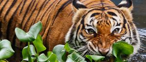 Bedroht. Die Zahl der Tiger, hier eine Aufnahme aus einem Zoo, ging in den vergangenen Jahrzehnten deutlich zurück. Zuletzt haben sich die Bestände jedoch wieder etwas erholt.