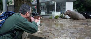 Nach dem schweren Unwetter und den Überflutungen in Georgien wurde das entflohene Flusspferd in Tiflis betäubt und durch "sanfte Gewalt" zurück in ein Gehege gebracht.