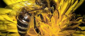 Mit Sorge beobachten Experten auch die negative Entwicklung aller 600 Wildbienenarten in Deutschland.