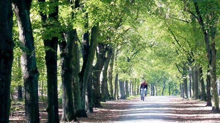 Radeln unter Bäumen. Der Grunewald ist parkähnlich, aber auch wild und urwüchsig, mit jungem Grün und Methusalembäumen. 
