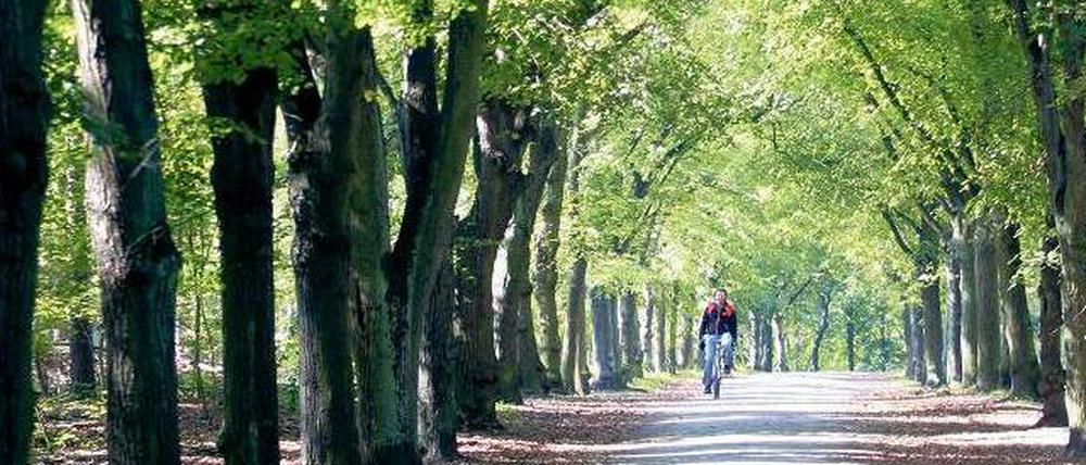 Radeln unter Bäumen. Der Grunewald ist parkähnlich, aber auch wild und urwüchsig, mit jungem Grün und Methusalembäumen.