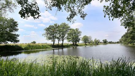 Der Nationalpark Unteres Odertal, aufgenommen im Sommer 2014.
