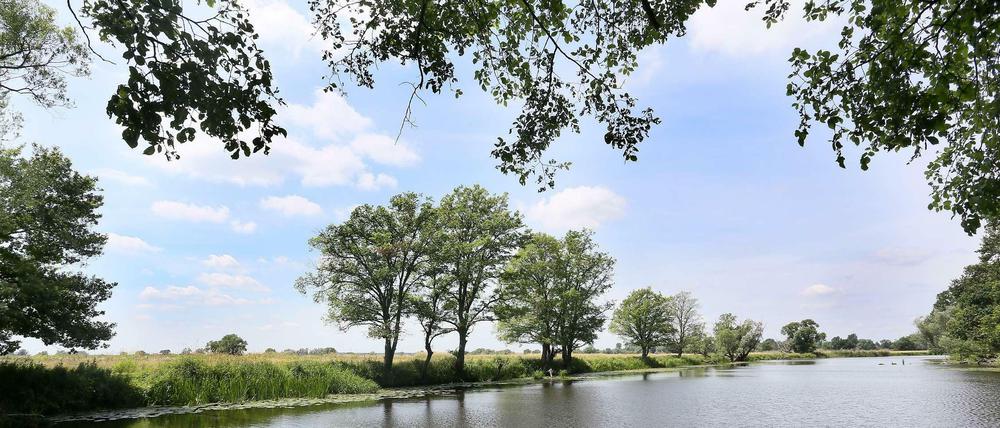 Der Nationalpark Unteres Odertal, aufgenommen im Sommer 2014.