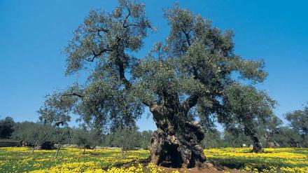 Wahrzeichen Apuliens. Hier stehen Millionen uralter, knorriger Olivenbäume. 