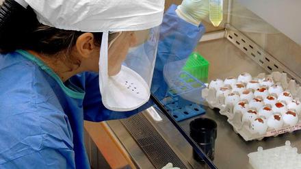 Vom Markt ins Labor. Die aus den Proben isolierten Vogelgrippeviren werden in Eiern vermehrt. Dann wird das Erbgut analysiert.