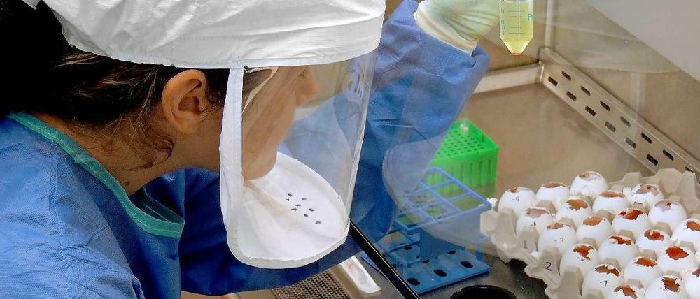 Vom Markt ins Labor. Die aus den Proben isolierten Vogelgrippeviren werden in Eiern vermehrt. Dann wird das Erbgut analysiert.