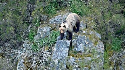Etwas brummig gibt sich dieser Braunbär, einer von rund 200 in Asturien.