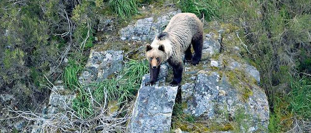 Etwas brummig gibt sich dieser Braunbär, einer von rund 200 in Asturien. 