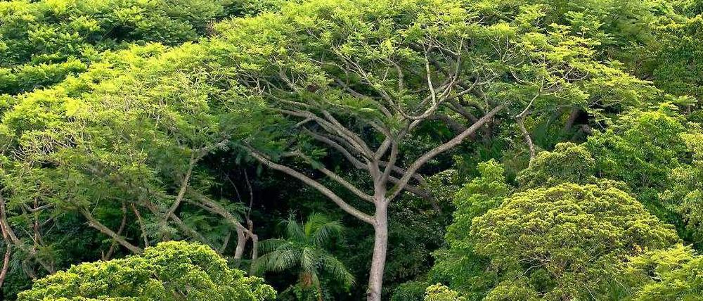 Der Regenwald in Brasilien. 
