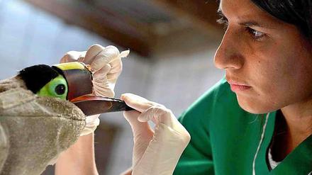 Tiermedizinerin Carmen Soto in Costa Rica bereitet die "Operation" mit dem 3D Drucker vor.