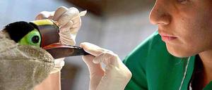 Tiermedizinerin Carmen Soto in Costa Rica bereitet die "Operation" mit dem 3D Drucker vor.