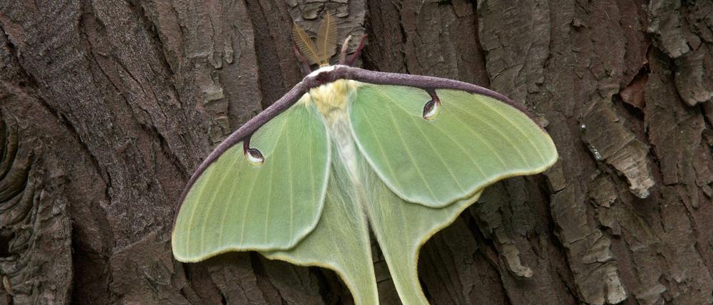 Die zu Schwänzen verlängerten Hinterflügel des Mondspinners Actias luna verwirren Fledermäuse und helfen den Nachtfaltern, ihren Räubern zu entkommen.