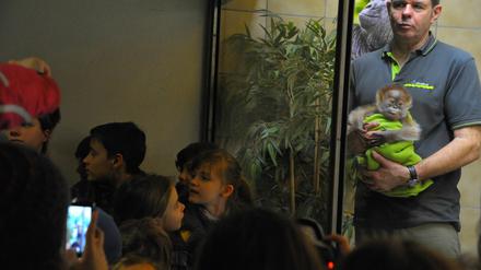 Der Jung-Star des Zoos: Orang-Utan-Baby Rieke