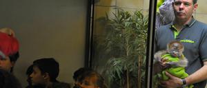 Der Jung-Star des Zoos: Orang-Utan-Baby Rieke