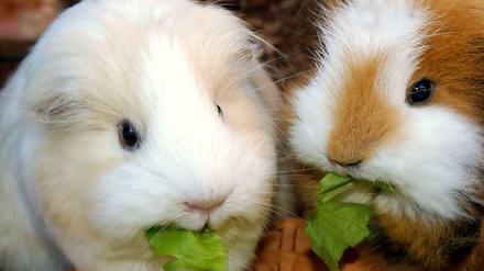 Meerschweinchen sind gesellige Tiere.