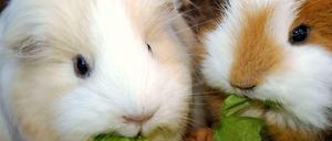 Meerschweinchen sind gesellige Tiere.