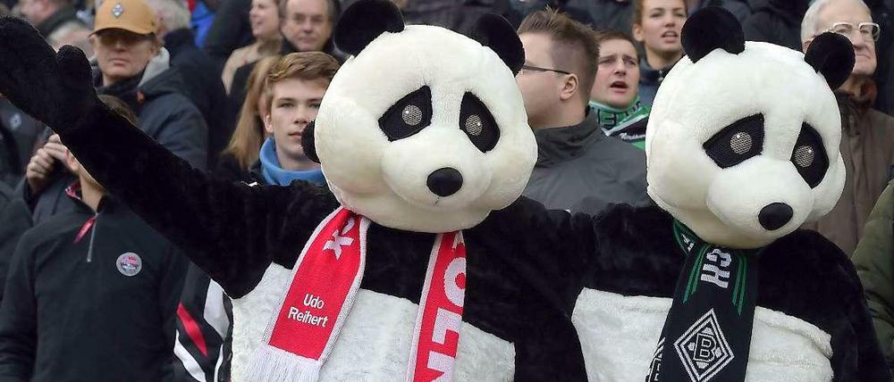Wollen sich keinen Bären aufbinden lassen: Die bundesweite Interessenvertretung für aktive Fan- und Ultragruppen Pro Fans hat sich mit einem offenen Brief gegen die Öffnung des Spielplans für Neuerungen ausgesprochen. 