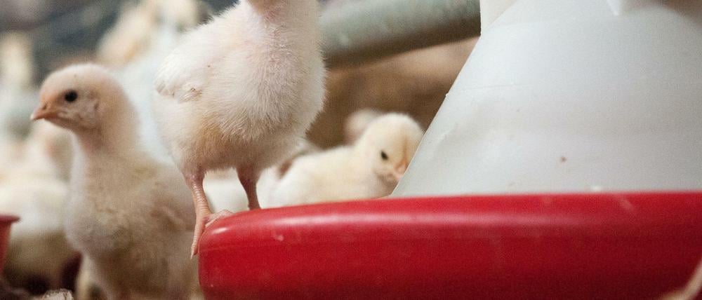 Die massenhafte Küken-Tötung soll bald ein Ende haben.