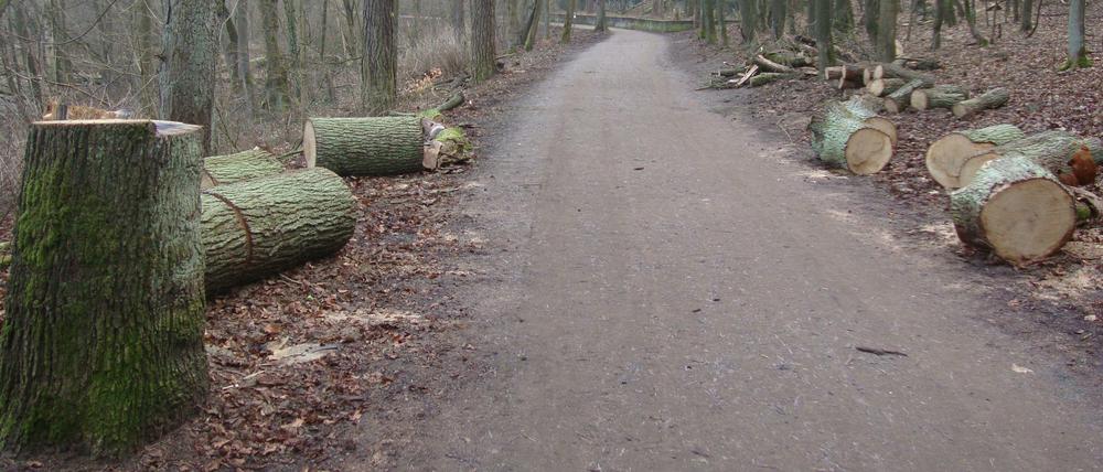 Den Uferweg der Krumme Lanke säumen die Zeugnisse der Fällungen aus den letzten Tagen