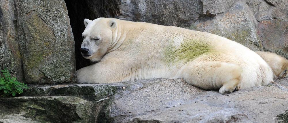 Eisbär Troll ist im Alter von 28 Jahren im Tierpark Berlin gestorben.