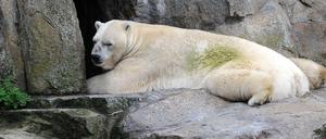 Eisbär Troll ist im Alter von 28 Jahren im Tierpark Berlin gestorben. 