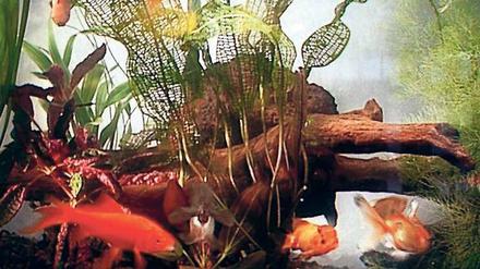 Gelassener geht es nicht. Die Fische im einst legendären „ORB Aquarium“.