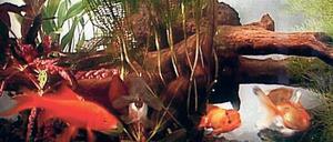 Gelassener geht es nicht. Die Fische im einst legendären „ORB Aquarium“.