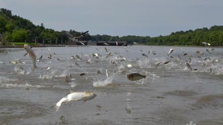 Asiatische Karpfen bevölkern mittlerweile fast alle Zuflüsse von Mississippi und Missouri. Wenn sie durch Boote gestört werden, springen sie bis zu drei Meter aus dem Wasser.