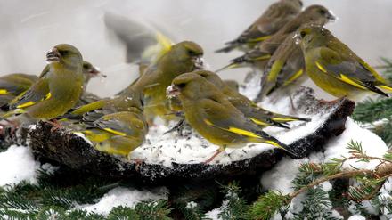 Noch ist alles ruhig. Doch wehe, es knallt. Silvesterlärm löst bei Vögeln extremen Stress aus. 
