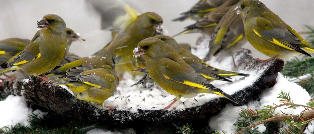 Noch ist alles ruhig. Doch wehe, es knallt. Silvesterlärm löst bei Vögeln extremen Stress aus. 
