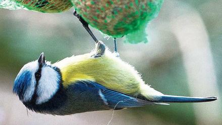 Futtern über Kopf. Das Fressen an Meisenknödeln ist unbequem, doch die Vögel sind dabei einigermaßen sicher vor Katzen.